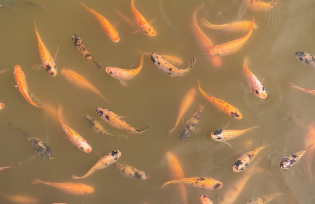 Nile tilapia in an aquaculture pond at feeding time